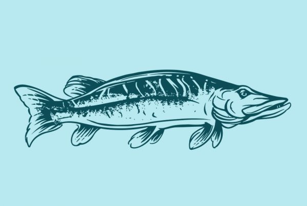 illustration wild&free fish food intro